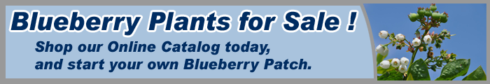 Online Catalog